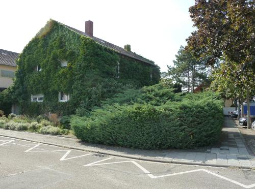 a building covered in green ivy next to a parking lot at Im Efeu 