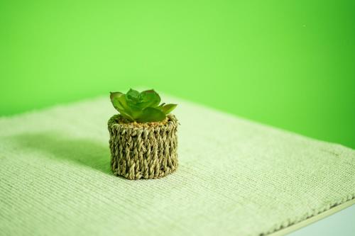 a small plant sitting on top of a table at RhelizeOne & Spa جميل in Palermo