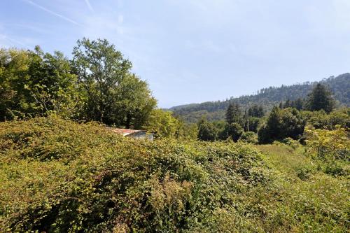 a field of bushes with a house in the background at La Casina di Nella in Gavedo
