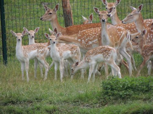 カントリーハウスの敷地内または近くにいる動物