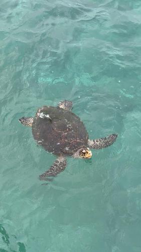 a green sea turtle swimming in the water at Beach Veli in Ukulhas