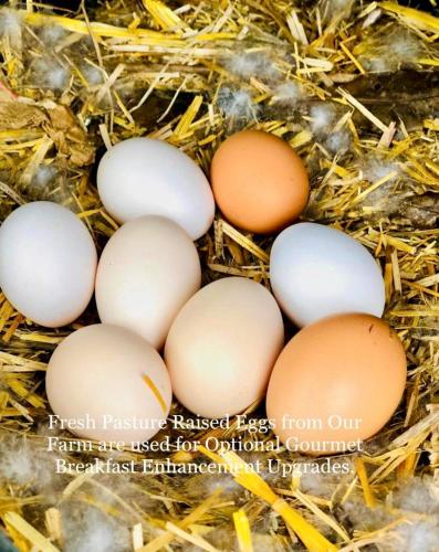 a group of eggs in a nest of hay at Quinta Pereirinha Farm - A Private 3 Bedroom Vacation Home, Close to Hiking w Ocean Views - Pico Island, Azores in São Roque do Pico