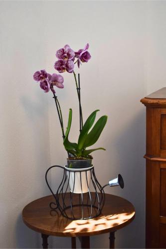 Fotografie z fotogalerie ubytování IL GINEPRO B&B v destinaci Piamaggio