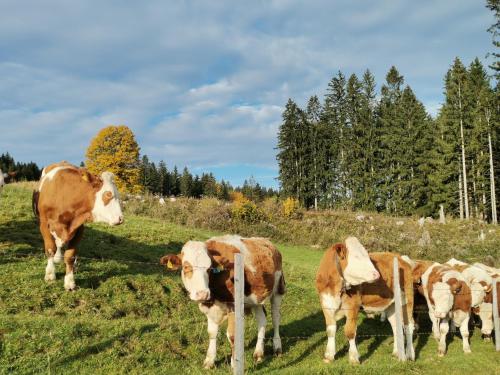a group of cows standing in a field at Ferienhaus Zwickelreith in Göstling an der Ybbs