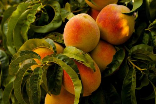 a bunch of peaches on a tree with leaves at LUCCICAMARE family-run BeB in Noto