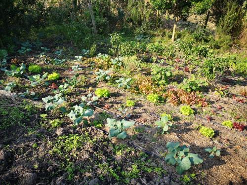 a garden with green plants on the ground at Sheep and Stars in Coffee Bay