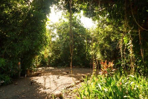a dirt road in the middle of a forest at La Casa de Vida Natural in Rio Grande