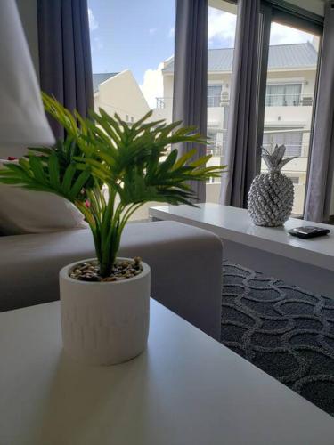 a potted plant sitting on a table in a living room at Convenient Studio Apt Near Airport, Beaches & Food in Cupecoy