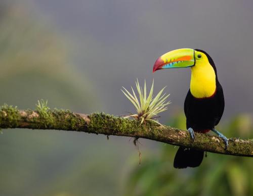 a colorful bird sitting on a tree branch at Casa Amigos - By Pura Villas in Dominical