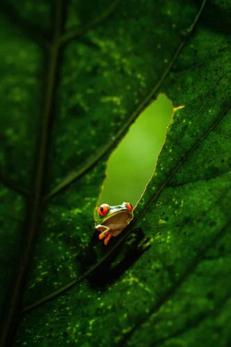 a small frog sitting on a green leaf at Casa Amigos - By Pura Villas in Dominical
