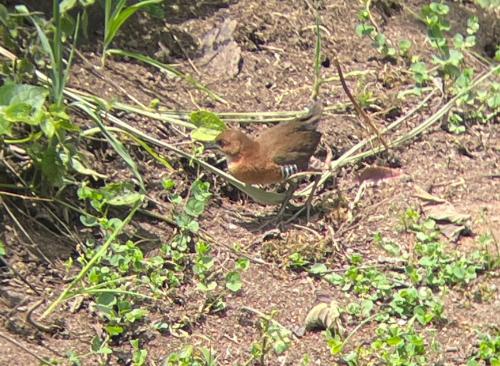 a bird sitting on the ground in the dirt at Sendero de las aves in Mindo