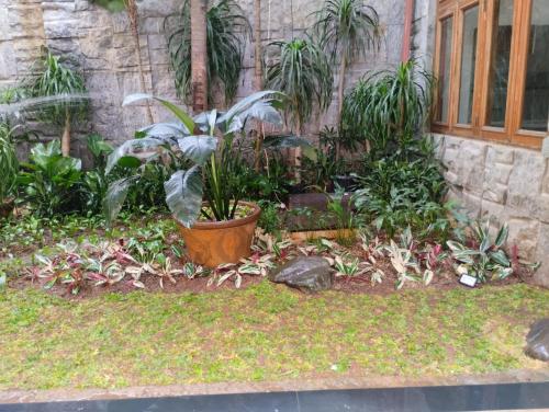 a garden with a potted plant in front of a building at Rumah di Patra Kuningan, Jaksel in Jakarta