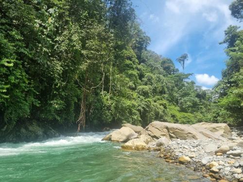a river in the middle of a forest at Lucky Bamboo'Bungalows-Resto and Orangutan Jungle Trekking Tours in Bukit Lawang