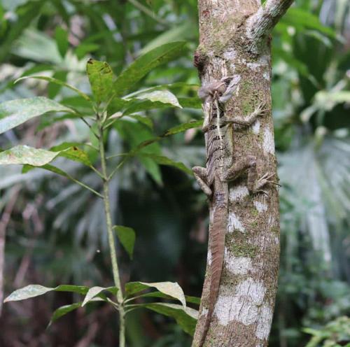 um lagarto agarrado ao lado de uma árvore em Hostal La Bohemia em Capurganá