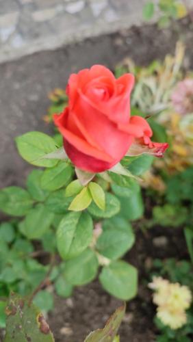 a red rose is growing in a garden at Садиба "У стрийка" Сопіт in Sopot
