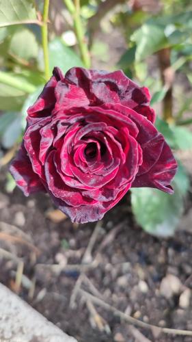 a red rose is growing in a garden at Садиба "У стрийка" Сопіт in Sopot