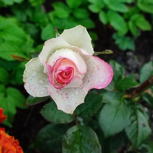 a pink rose with rain drops on it at Садиба "У стрийка" Сопіт in Sopot