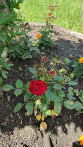 a red rose is growing in a garden at Садиба "У стрийка" Сопіт in Sopot