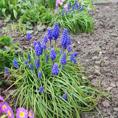 a bunch of purple flowers in a garden at Садиба "У стрийка" Сопіт in Sopot
