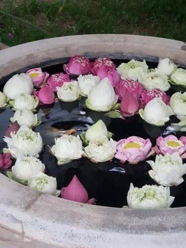 a bunch of flowers in a bucket of water at Bloom Garden Bed & Breakfast in Siem Reap