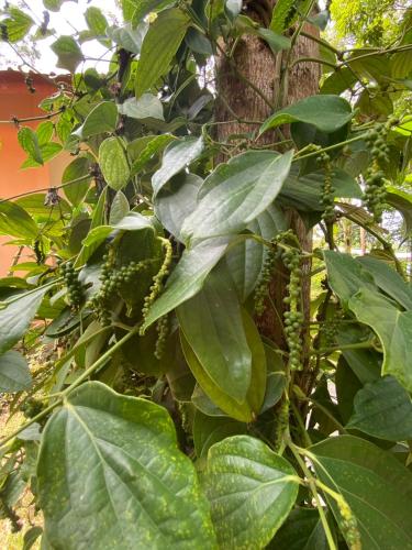 a tree with green leaves and flowers on it at Zabit Bungalow in Ko Lanta
