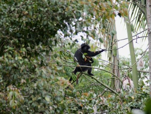 a monkey standing on top of a tree branch at Sarang Walet Homestay in Tetebatu