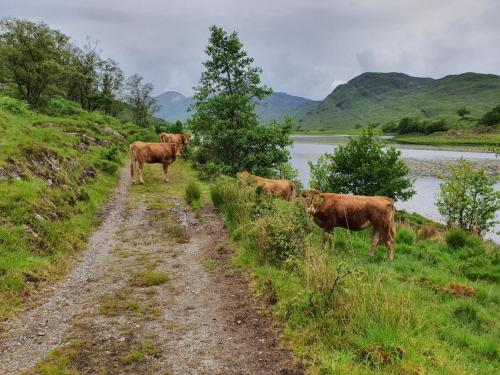 a group of cows standing on the side of a dirt road at Clovullin Croftview Pod in Ardgour