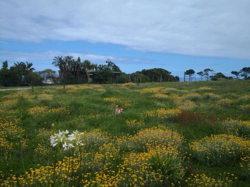 Billede fra billedgalleriet på Tsitsikamma on Sea Self-catering Cottages i Witelsbos