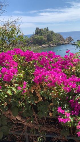 a bunch of pink flowers in front of the ocean at Isola Bella - Rooms il Pescatore in Taormina