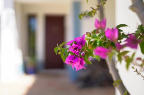 Κήπος έξω από το Quinta do Rosal