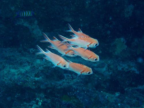 a group of fish swimming in the ocean at Nika Island Resort & Spa, Maldives in Nika Island