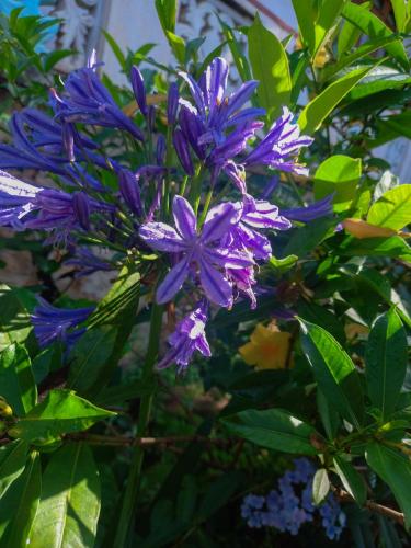 a bunch of purple flowers on a plant at Ella Happy View Homestay in Ella