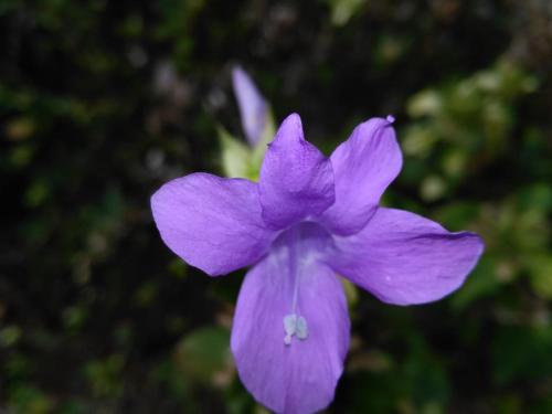 a purple flower in front of a green background at Lake Arenal Condos in Naranjos Agrios