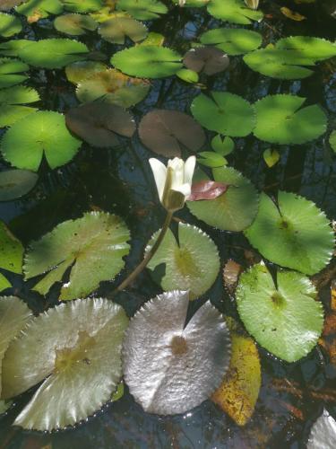 a bunch of lily pads in the water with a white flower at Lake Arenal Condos in Naranjos Agrios