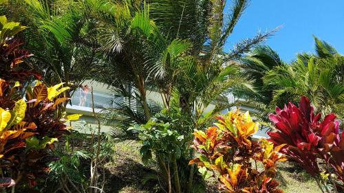 a group of palm trees in front of a house at Lake Arenal Condos in Naranjos Agrios