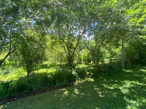 a garden with trees and green grass and plants at Villa unter Palmen in Jarabacoa