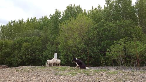 a dog looking at three sheep behind a fence at Setberg Guesthouse in Nesjum