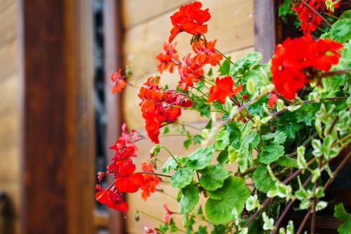 a bunch of red flowers on a plant at Ada in Rimavská Sobota