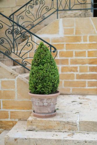 a plant in a pot sitting on a set of stairs at Château Forge du Roy in Mauzens-et-Miremont