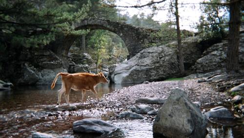 Eine Kuh steht in einem Fluss mit einer Brücke in der Unterkunft U PASTURELLU in Pioggiola