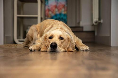 a dog laying on the floor in a kitchen at MiraLeón in León