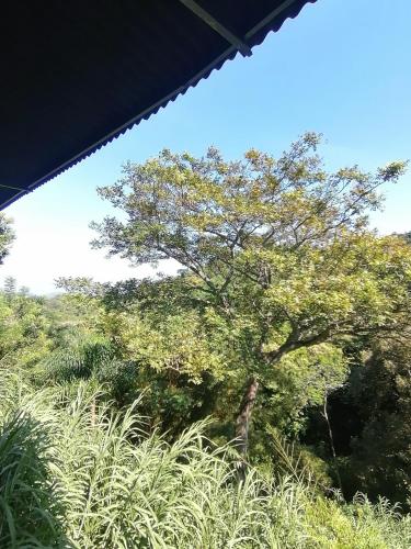 a tree in the middle of a field at Pistacho in Minca