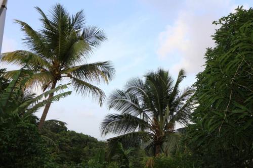 twee palmbomen in het midden van een bos bij HAVRE DE PAIX in Le Robert