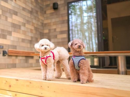 two small dogs sitting on a wooden table at Rakuten STAY VILLA Fuji Kawaguchiko Forest 2LDK with sauna and terrace-Pet Friendly- in Fujikawaguchiko