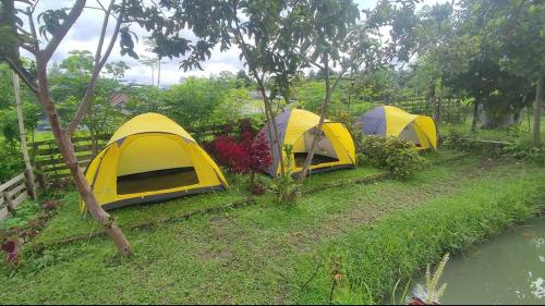 a row of yellow tents parked next to a river at Montong Raden camping ground in Midang