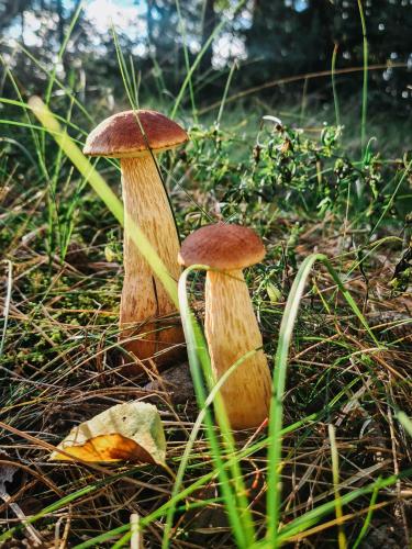 Gambar di galeri bagi ZUŠU KLĒTS di Bērzciems