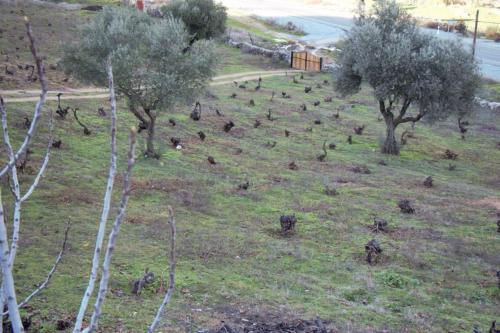 a bunch of animals in a field with trees at Casa rural en El Burguillo -Vitalia 2 CR-AV-1251 in Las Cruceras