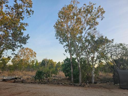a group of trees on the side of a dirt road at Almost Off Grid Tranquillity in Katherine