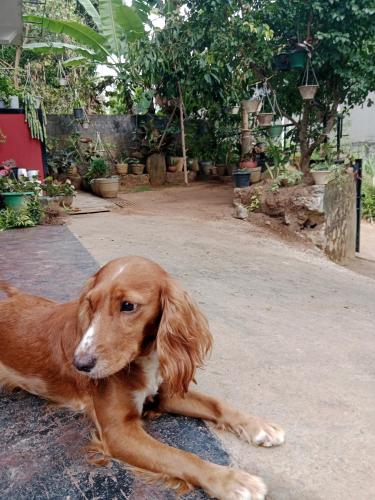 a brown dog laying on the ground in the street at Ella glory inn in Ella