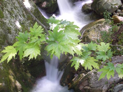 a stream of water with green plants on the rocks at Mountain's Secret in Mouresi